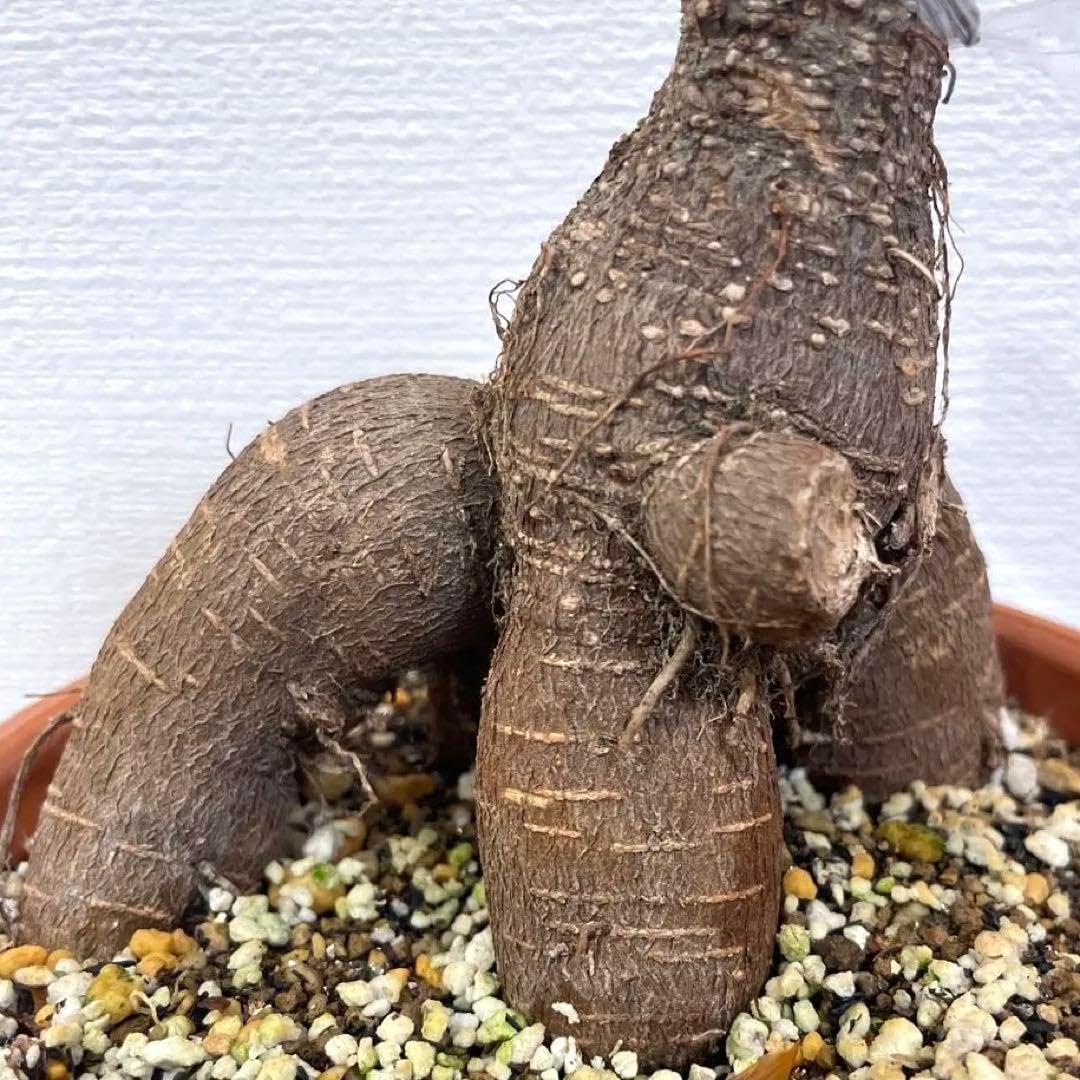 接木済 超希少 斑入り パンダ ガジュマル パンダガジュマル斑入り